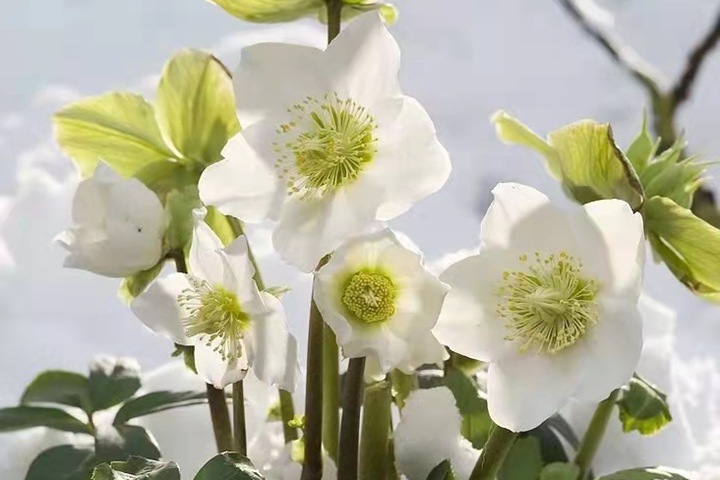 铁筷子冬日恋歌（Helleborus niger）