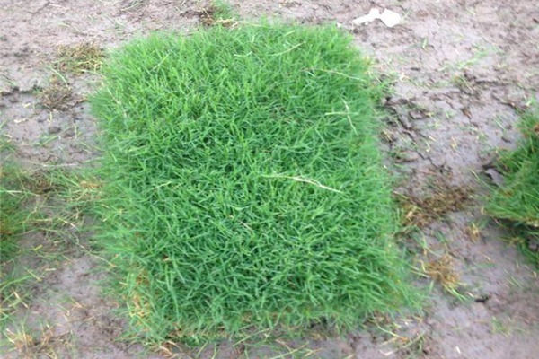 绿化草坪草籽多少钱一斤