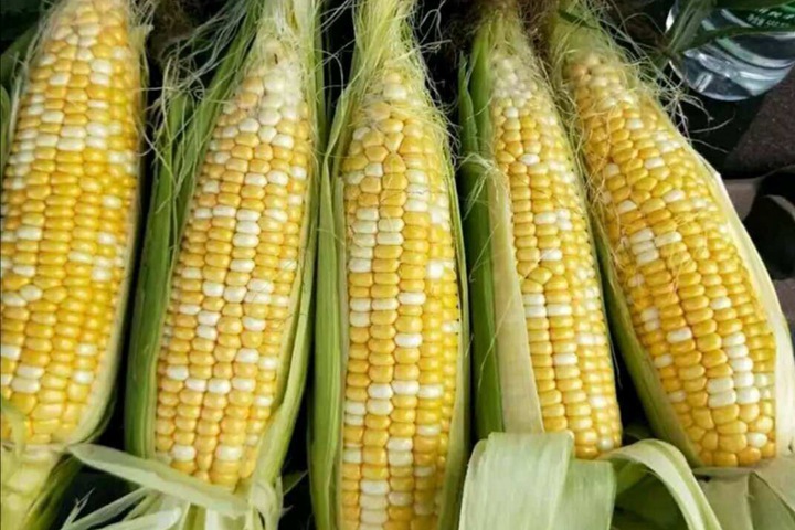 玉米品种图片大全大图图片