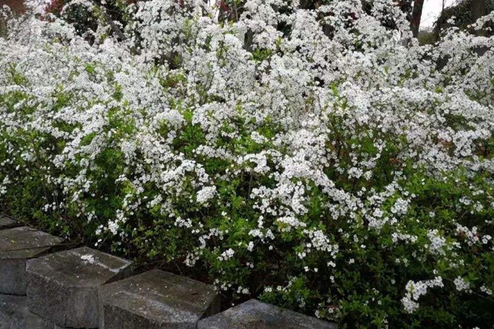 遇水开花的干枝雪柳怎么养