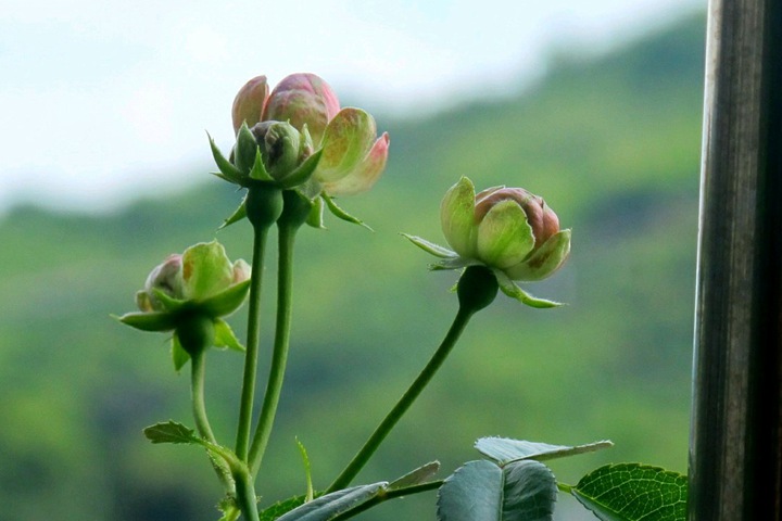 小萝卜RADISH