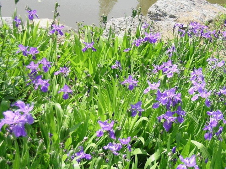 蓝花鸢尾