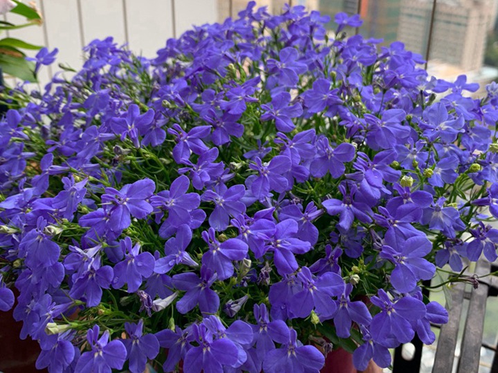 蓝花亚麻