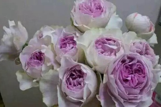伊芙紫苑