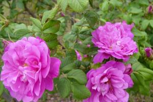 新疆紫玫瑰