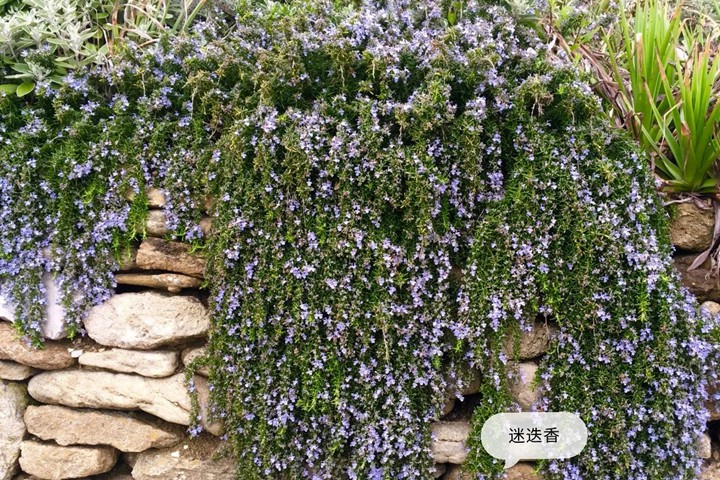 香草植物有哪些,好看又好养的香草植物推荐