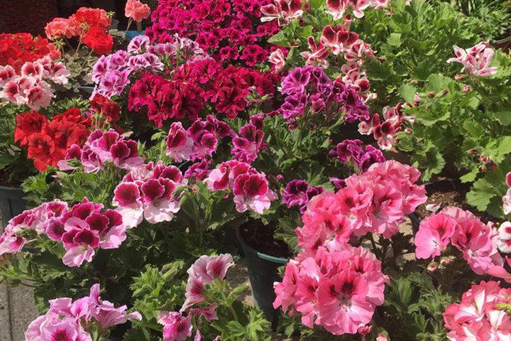 7种多年生草本花卉品种推荐