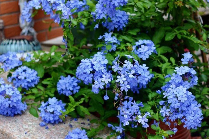 7种多年生草本花卉品种推荐