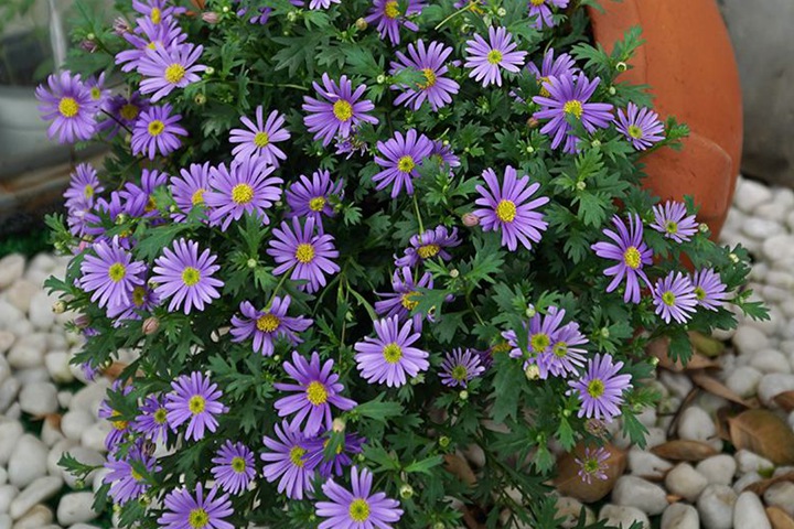 7种多年生草本花卉品种推荐