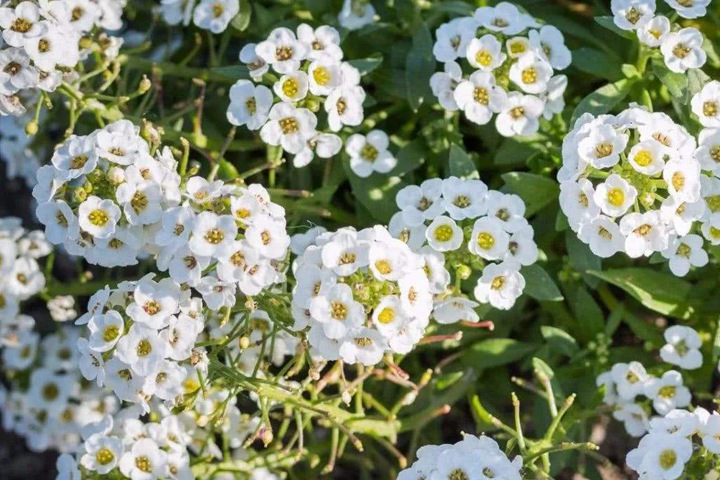 7种多年生草本花卉品种推荐