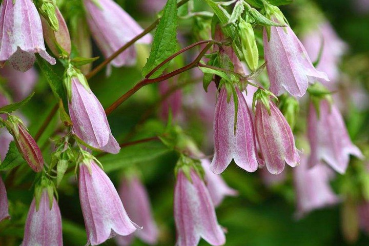 7种多年生草本花卉品种推荐