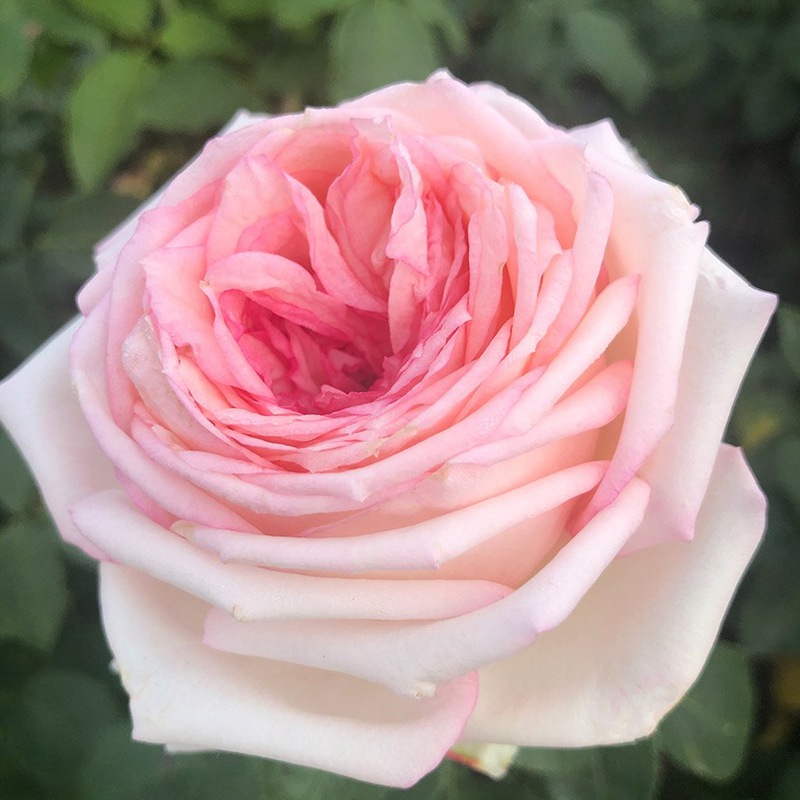 我的玫瑰Meine Rose