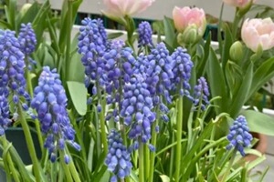 花园蓝紫色花卉推荐