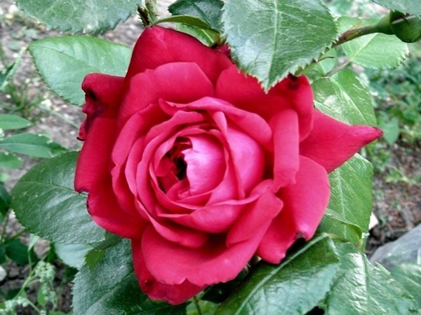 玫瑰国度的天使-藤本月季