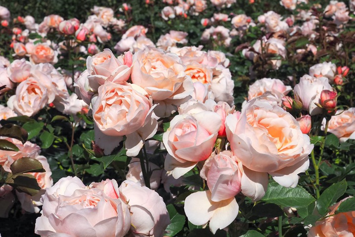 杜乐丽花园Jardin des Tuileries