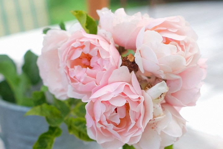 杜乐丽花园Jardin des Tuileries