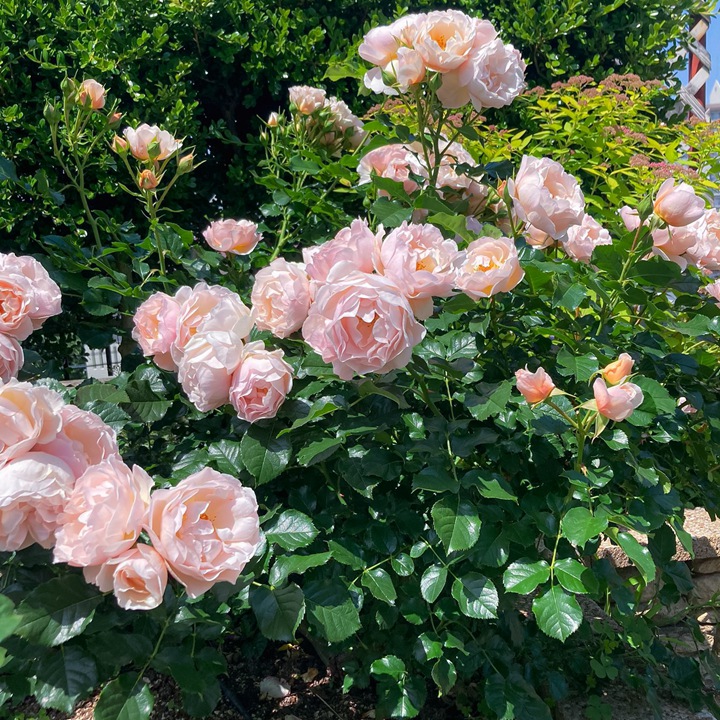 杜乐丽花园Jardin des Tuileries