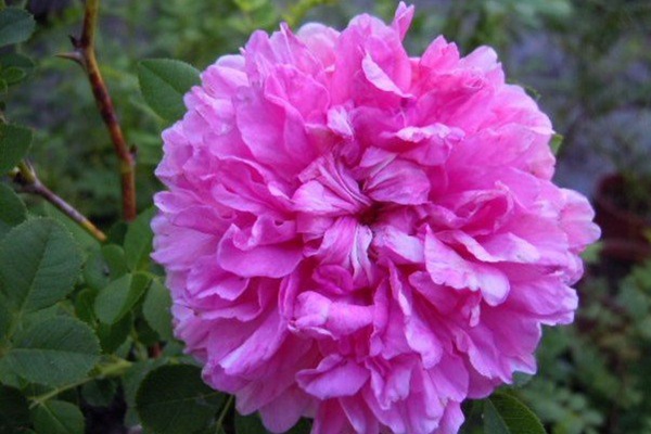 十六夜蔷薇r Roxburgh Ii月季的优缺点 花草百科