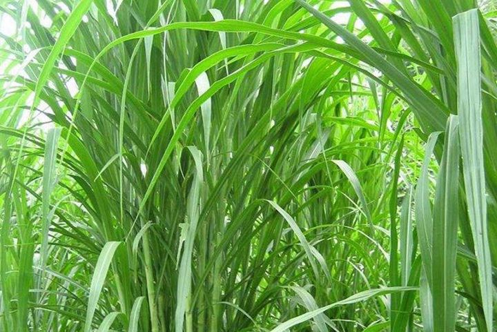 皇竹草和甜象草适宜的种植温度