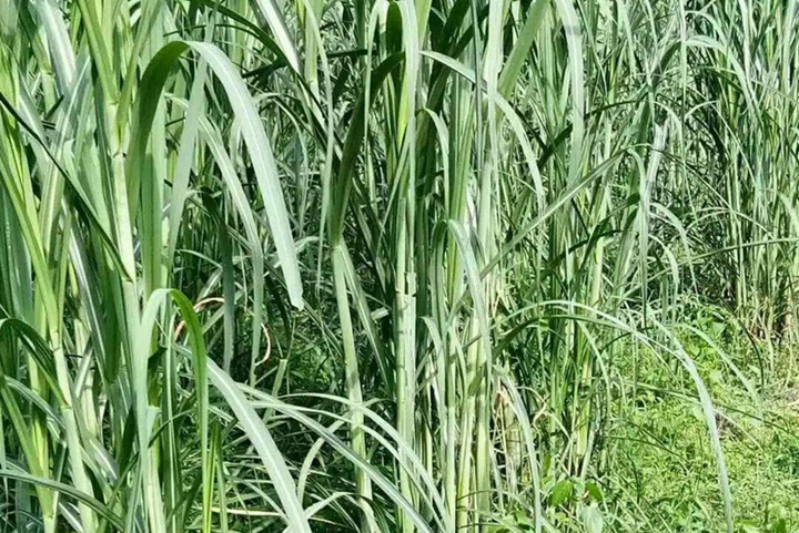 甜象草适合北方种植吗(耐不耐寒)