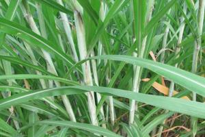 皇竹草和甜象草适宜的种植温度