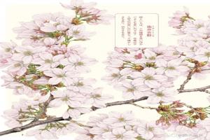 最受欢迎的樱花品种(染井吉野)，竟然都来自于同一棵树？