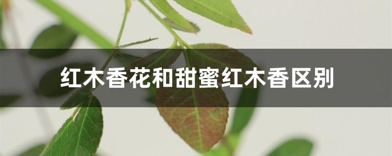 红木香花和甜蜜红木香区别