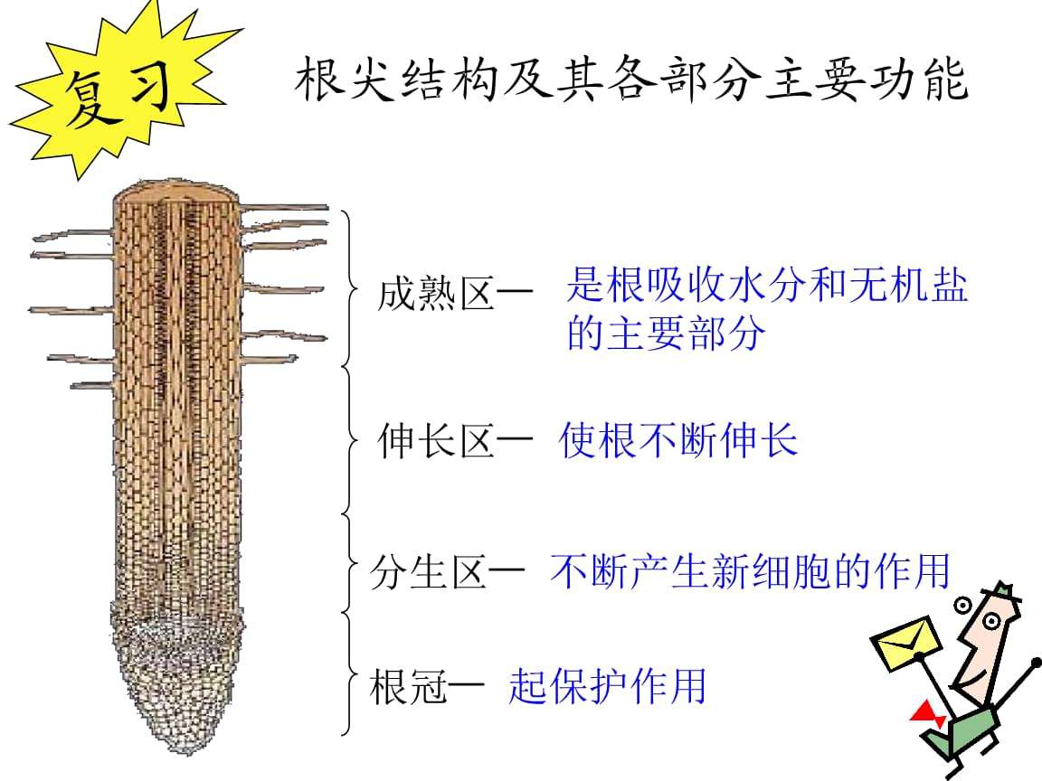 植物根系吸水的部位是什么,植物是如何吸水的