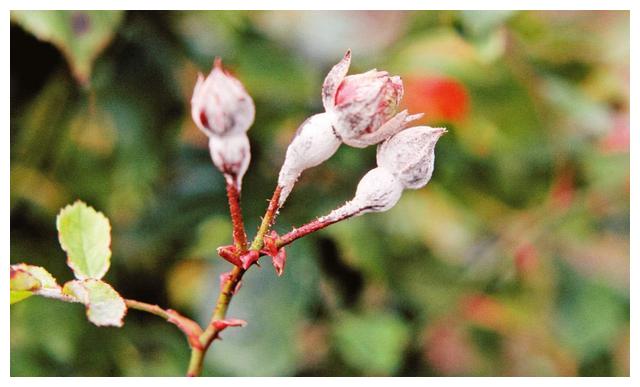 月季初春病害多，防治教程都在此。想要春暖花开，教你搞定病害