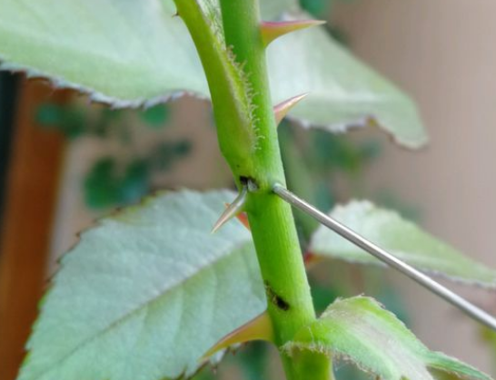 月季茎蜂虫害