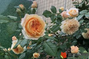 2023年月季花价格多少钱一棵
