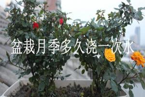 盆栽月季多久浇一次水
