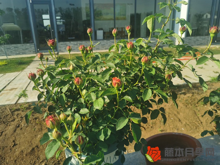 编辑分享月季种植经验