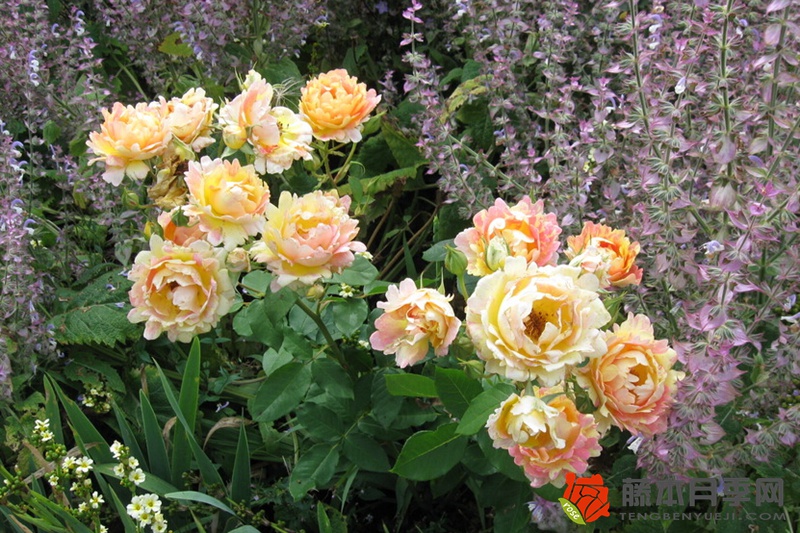 熙笃会之花Rose des Cisterciens