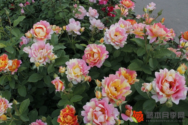 熙笃会之花Rose des Cisterciens