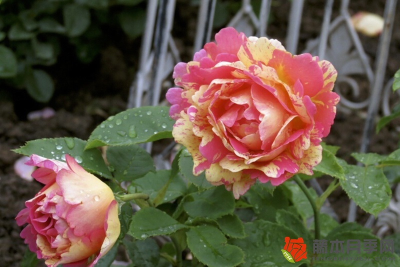 熙笃会之花Rose des Cisterciens