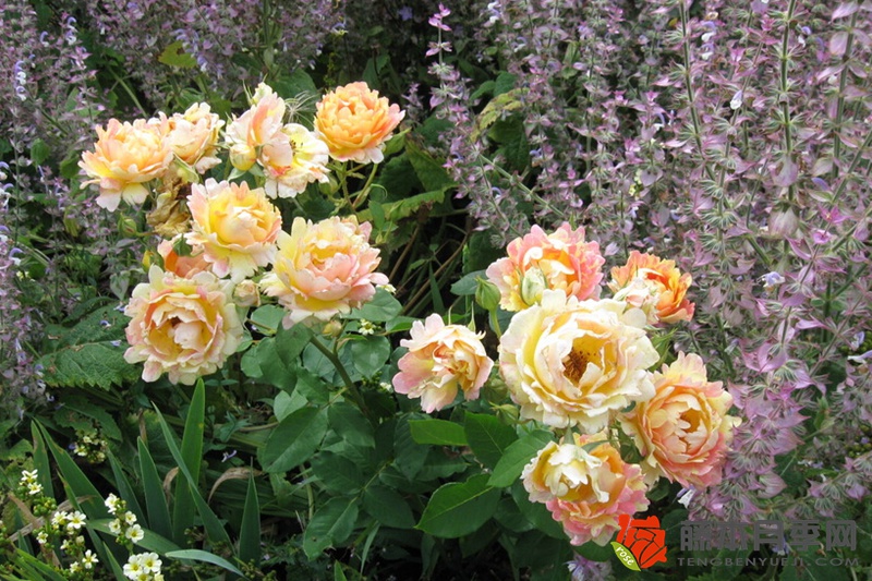 熙笃会之花Rose des Cisterciens