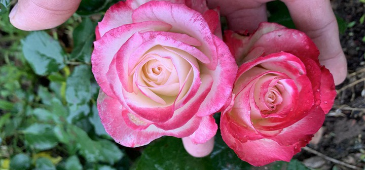 花店里卖的是月季还是玫瑰花