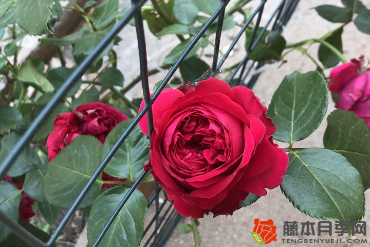 月季花代表什么象征意义