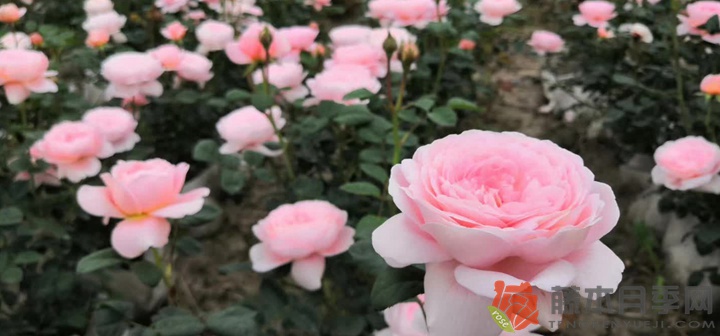 瑞典女王怎么养容易开花
