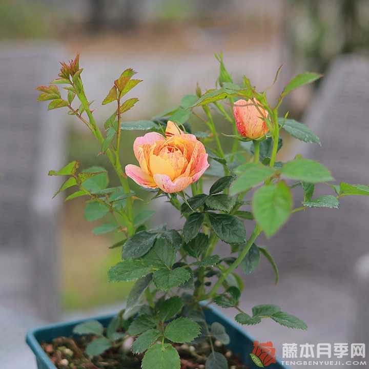 果汁飞溅