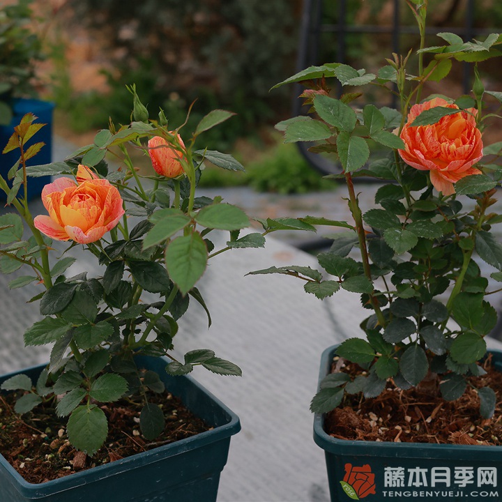 果汁飞溅