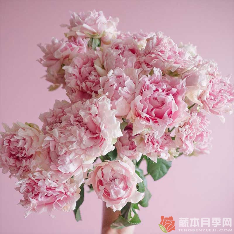 棉花糖泡泡