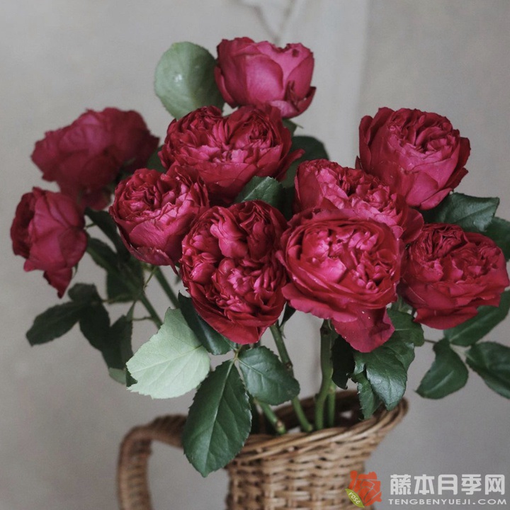 优雅树莓Raspberry Elegance