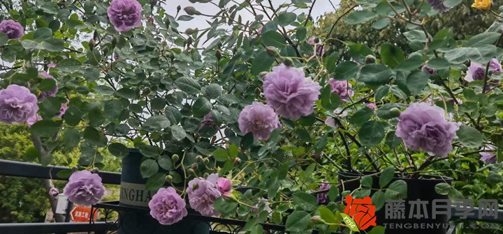 蓝色阴雨月季一年开几次花