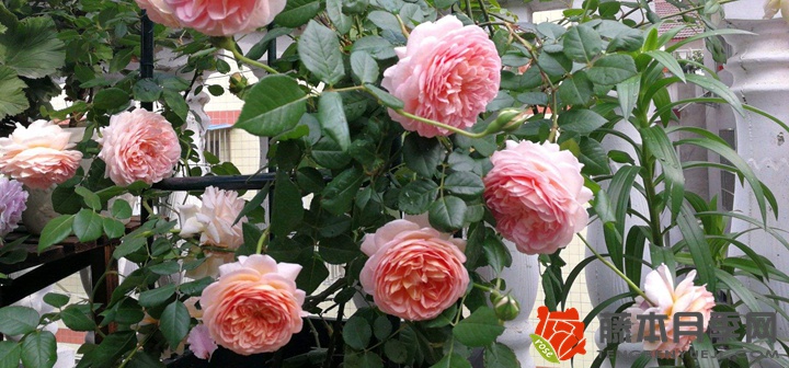 亚伯拉罕月季花期是几月