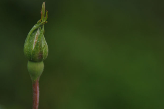 月季花苞没开就枯萎了的原因有哪些（四大因素）