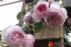 月季花象征什么精神品质(月季花的精神内涵)