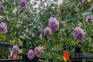 蓝色阴雨月季一年开几次花