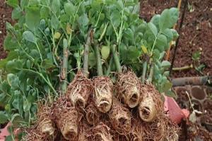 夏季扦插月季需要盖塑料膜吗?